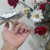 عروس هلندی|پرنده|ساوه, |دیوار