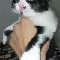 گربه کوچلو|گربه|مشهد, کوشش|دیوار