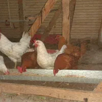 فروش تعدادی مرغ و یک خروس