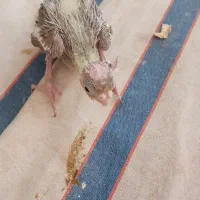 جوجه  سریلاکی عرو س هلندی|پرنده|کازرون, |دیوار