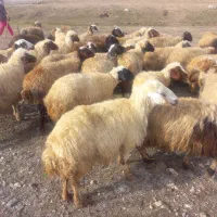 گوسفند میش وبره.|حیوانات مزرعه|زاغه, |دیوار