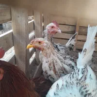 نیمچه مرغ خروس|حیوانات مزرعه|خرمشهر, |دیوار