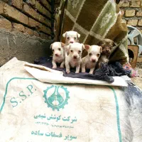 پاکوتا جیبی سایز بسیار ریز|سگ|آق قلا, |دیوار