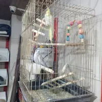 عروس و مرغ عشق|پرنده|صباشهر, |دیوار