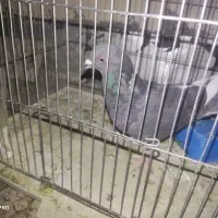 کفتر دمگیر ماده، قزوینی، بدرنگ ،زیل نر|پرنده|فولادشهر, C1|دیوار