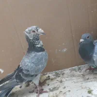 کبوتر|پرنده|ملارد, |دیوار