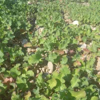 اجاره-5هکتار-زمین-کشاورزی-زیدون