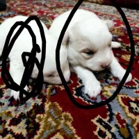 توله سگ شیتزو میکس پامرینگ