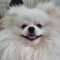 سگ خرسی پامرانین