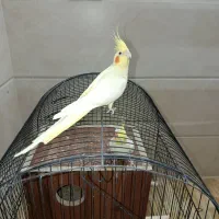 جفت عروس هلندی|پرنده|یزد, |دیوار