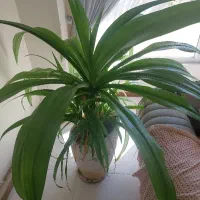 سوسن عنکبوتی