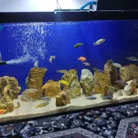 اکواریم