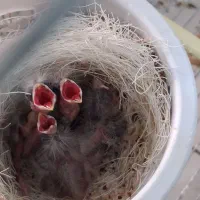 سهره قناری 5روزه