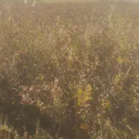 نهال گل محمدی( گلباخی)|خدمات باغبانی و درختکاری|سنندج, |دیوار