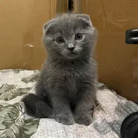 گربه اسکاتیش فولد بلو و سفید