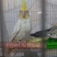 فروش دو عدد عروس هلندی