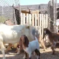 فروش۵۵راس بز دورگ پاکستانی