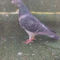 کبوتر آردن و سار و بزک ،سوسکی|پرنده|آق قلا, |دیوار