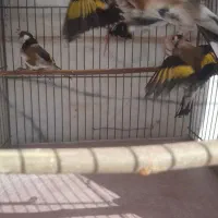 سهره نقاب اروپایی(پرتقالی)|پرنده|مهریز, |دیوار