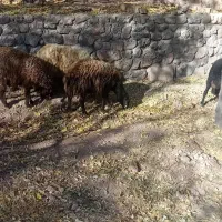 فروش ده راس میش افشار جوان