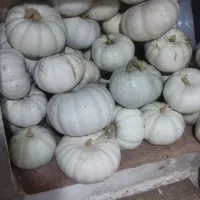 کدو استخوانی