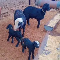 بره قوچ همو