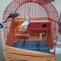 یک جفت مرغ عشق مولد به الاوه یک جوجه