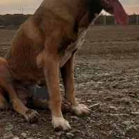 توله سگ سرابی نگهبان