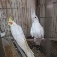 عروس و کوتوله|پرنده|قم, دورشهر|دیوار