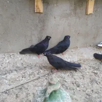 با سلام فروش چهار جفت کبوتر قطعه دارضمانتی