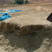 کاه سفید و سبز دس بر|حیوانات مزرعه|همایجان, |دیوار