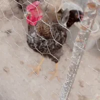 خروس سالم