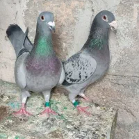 فروش چند جفت سبز و کوهی پلاکی مسافتی