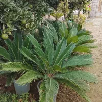 مورت چند کله وتک کله ، لیگستروم و یاس هلندی پیوندی|گل و گیاه طبیعی|محمودآباد, |دیوار