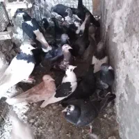 کفتر شهرستانی