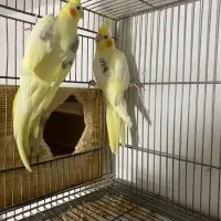 عروس هلندی مولد|پرنده|آستانه اشرفیه, |دیوار