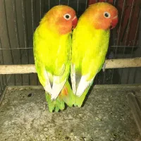 کوتوله برزیلی فیشر پاستیلی