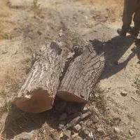 هرس|خدمات باغبانی و درختکاری|شیروان (لرستان), |دیوار