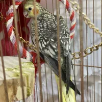 عروس فقط نر|پرنده|قرچک, مهدیه|دیوار