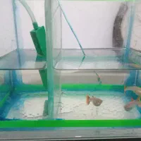 آکواریوم|ماهی|لشت نشا, |دیوار