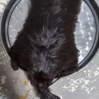 خیگ نگهدارنده روغن|ظروف سرو و پذیرایی|فولادشهر, C3|دیوار