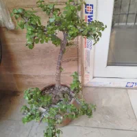 بنسای خرفه|گل و گیاه طبیعی|تهران, نیلوفر|دیوار