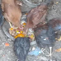 جوجه شش ماهه مرغ و خروس رسمی و خانگی