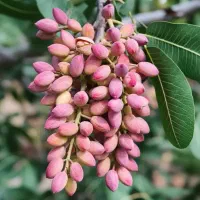 نهال پسته بذر بادامی ریشه پر