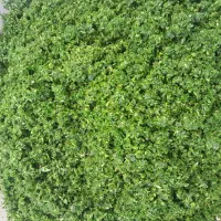 محصولات خانگی سبزی پیاز|خوردنی و آشامیدنی|کوچصفهان, |دیوار