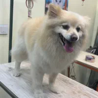 اصلاح سگ و گربه اصلاح پت واوان