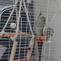 عروس هلندی نقره ای سخنگو 7 کلمه با قفس نو و کامل