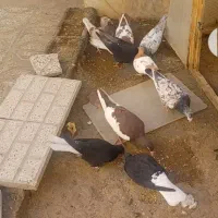 کبوتر|پرنده|تربت‌حیدریه, رجایی|دیوار