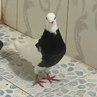 کبوتر طوقی|پرنده|تربت جام, کلالی|دیوار