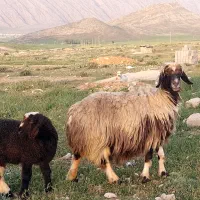 فروش ۲ راس میش و بره دار داشتی جوان
